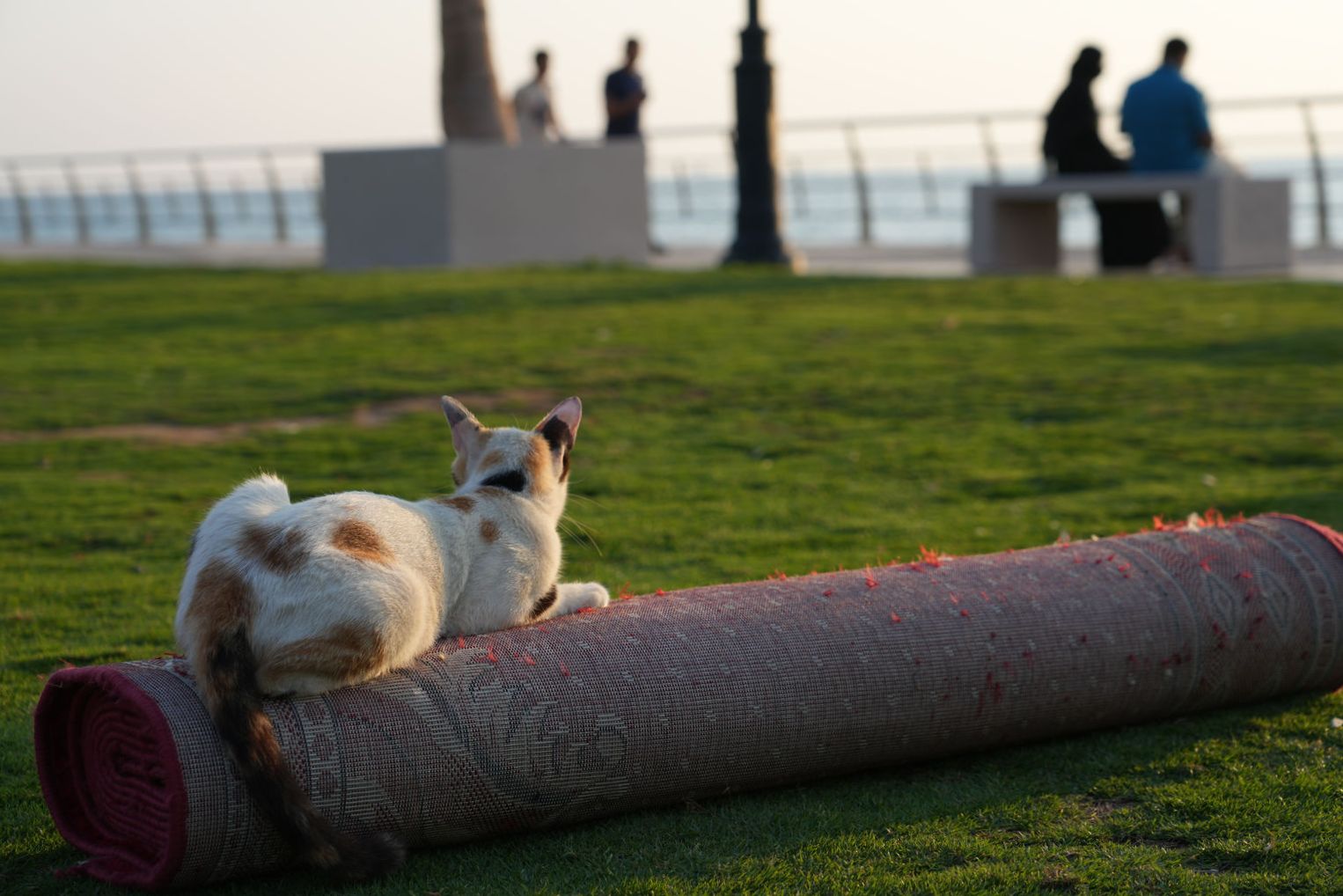 Cats in Saudi Arabia