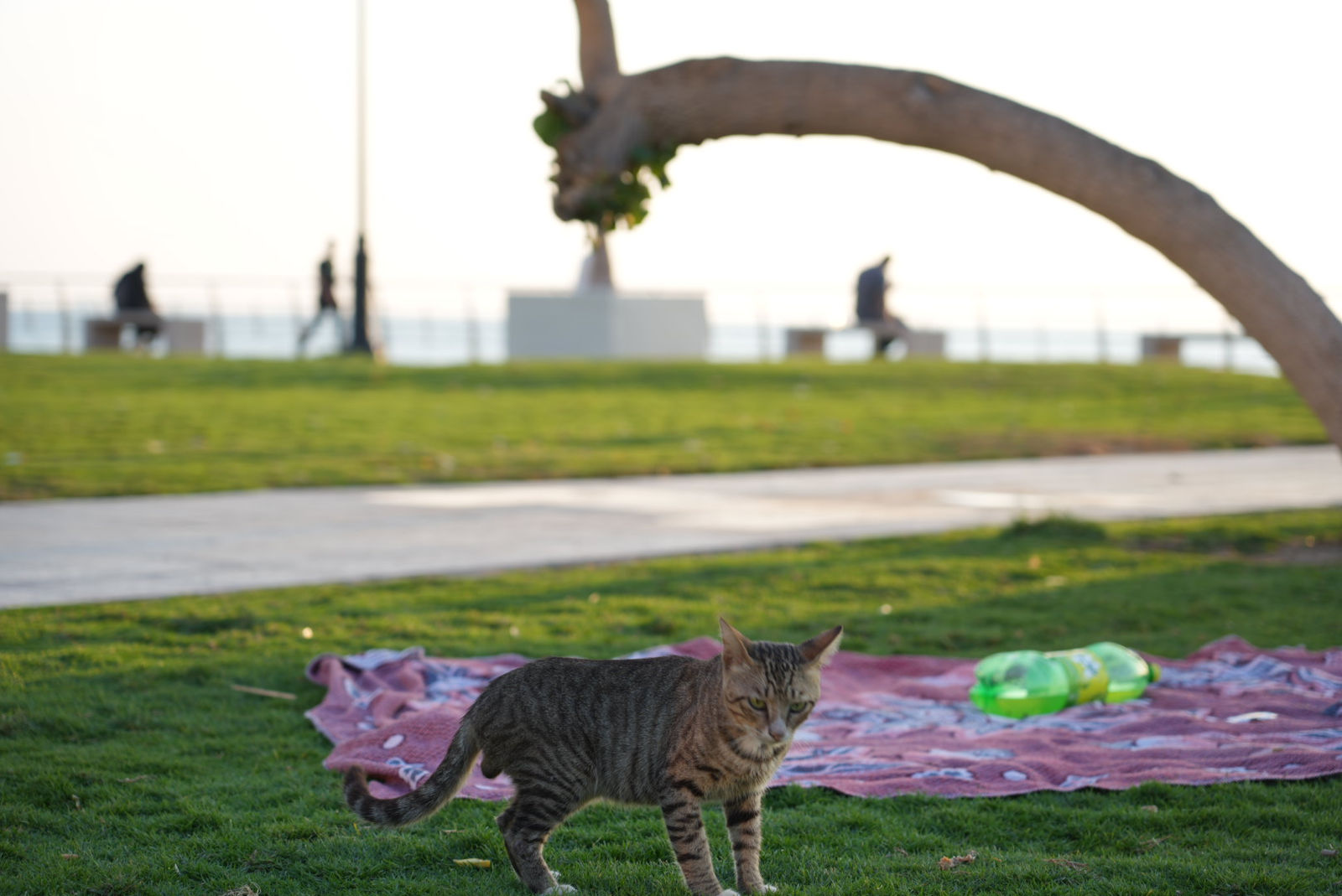 Jeddah Corniche