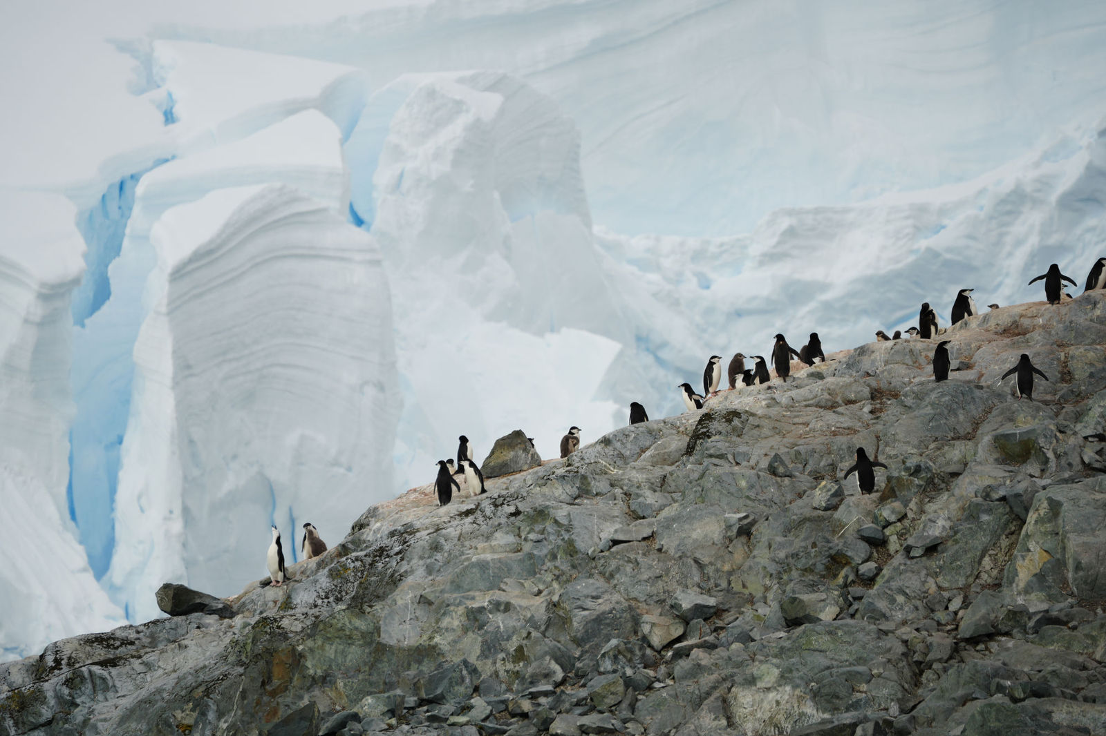 Chinstrap Penguins