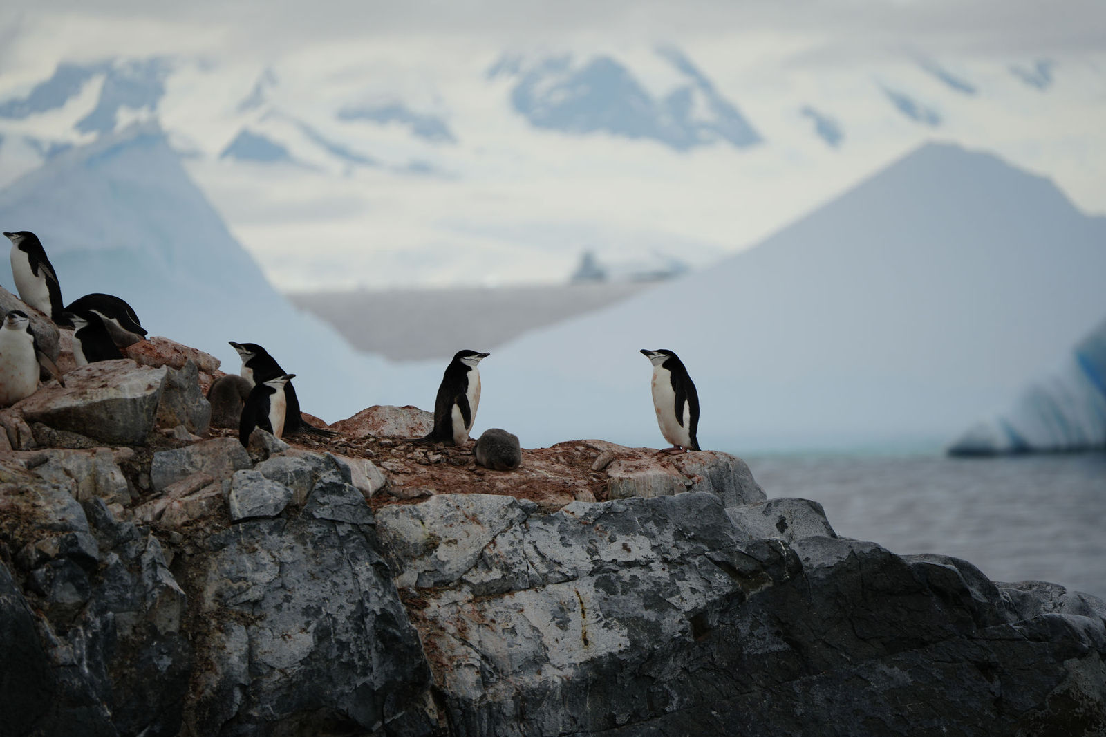 Chinstrap Penguins