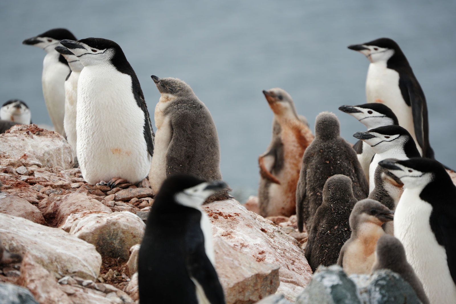 Chinstrap Penguins