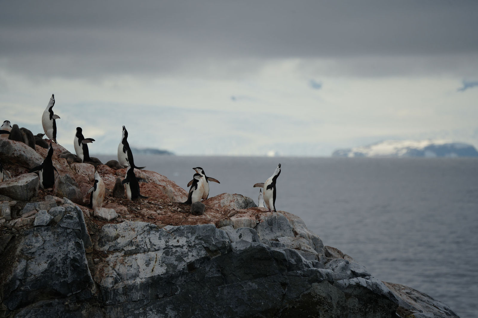 Chinstrap Penguins