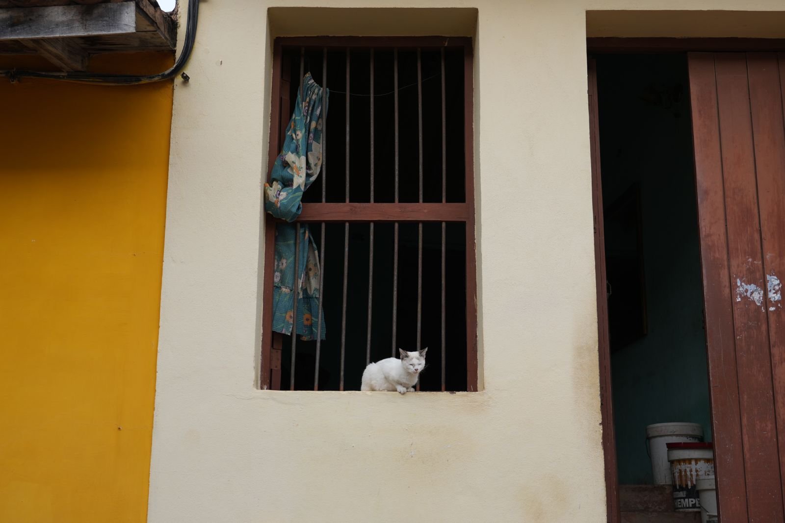 A Cat in a Window