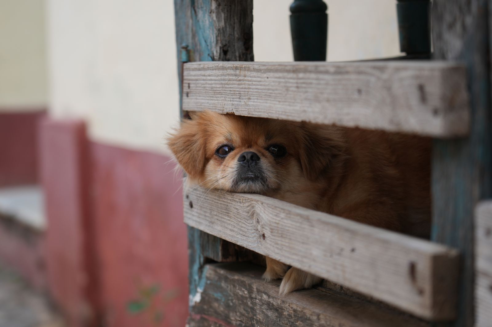 A Dog Looking Out of a Wooden Door