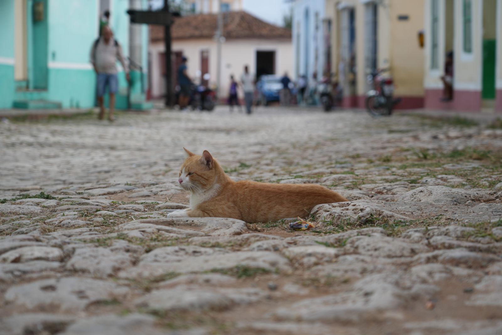 A Cat on a Cobblestone Street