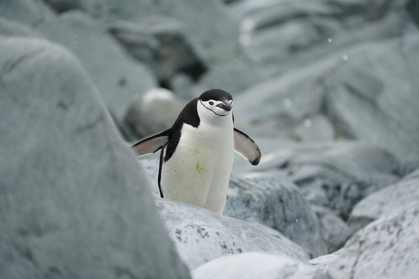 Chinstrap Penguin