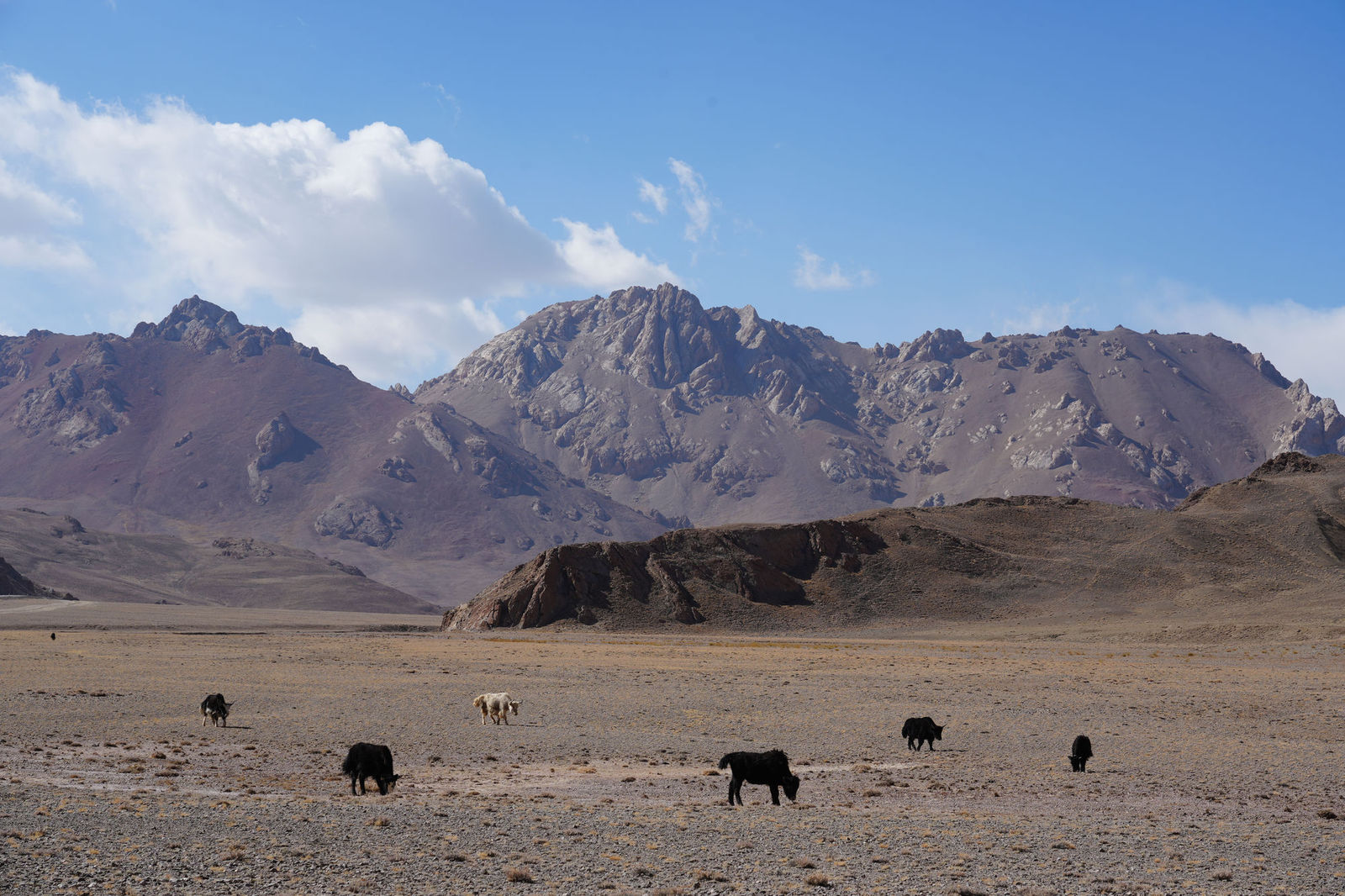 Yak