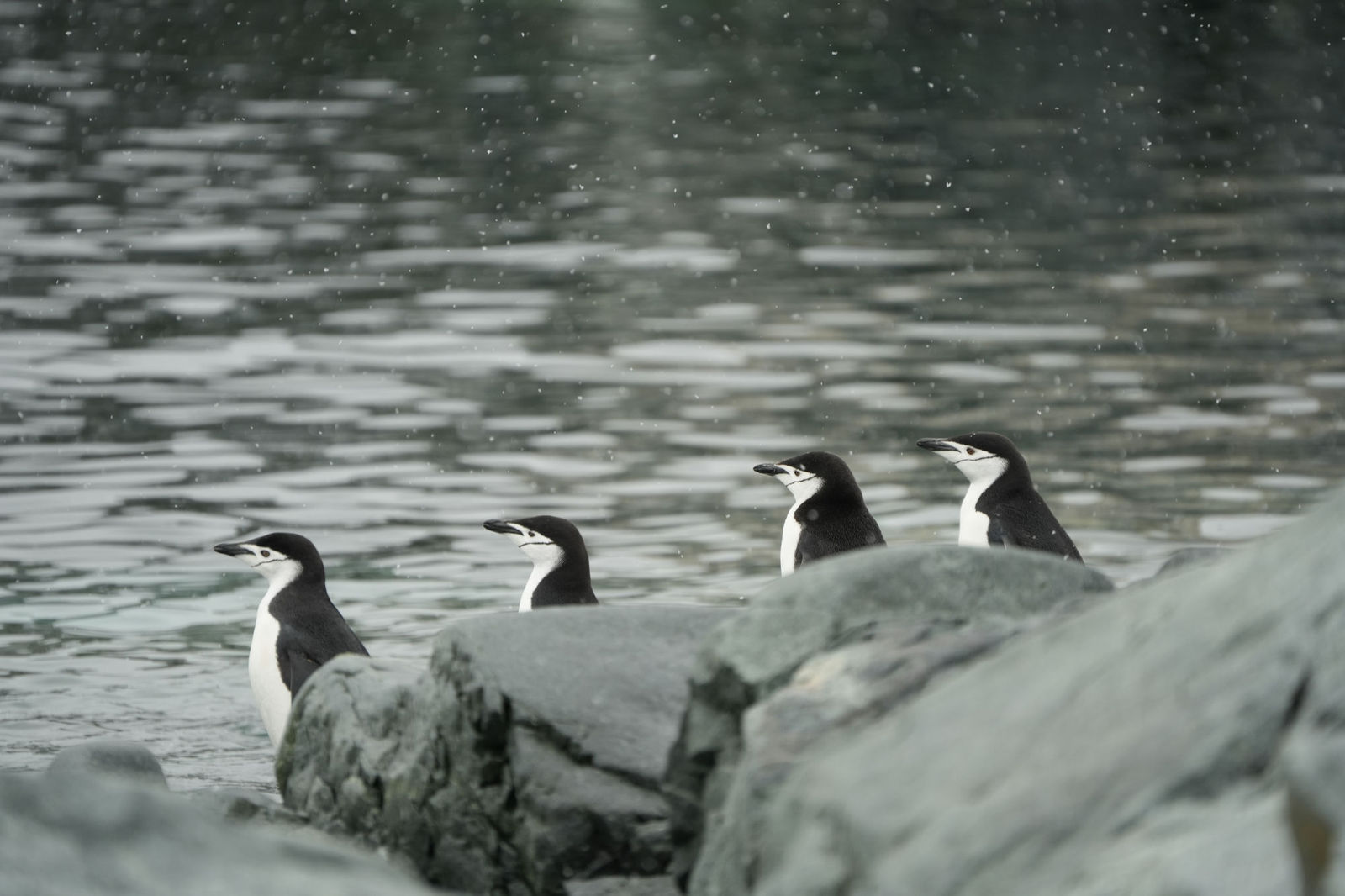 Chinstrap Penguins