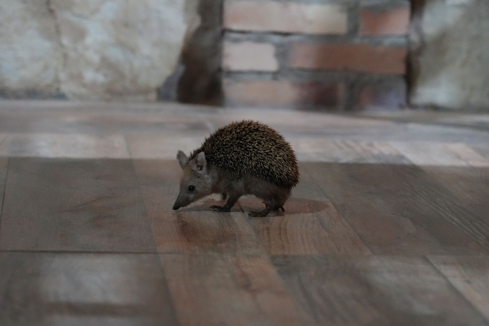 Long-Eared Hedgehog