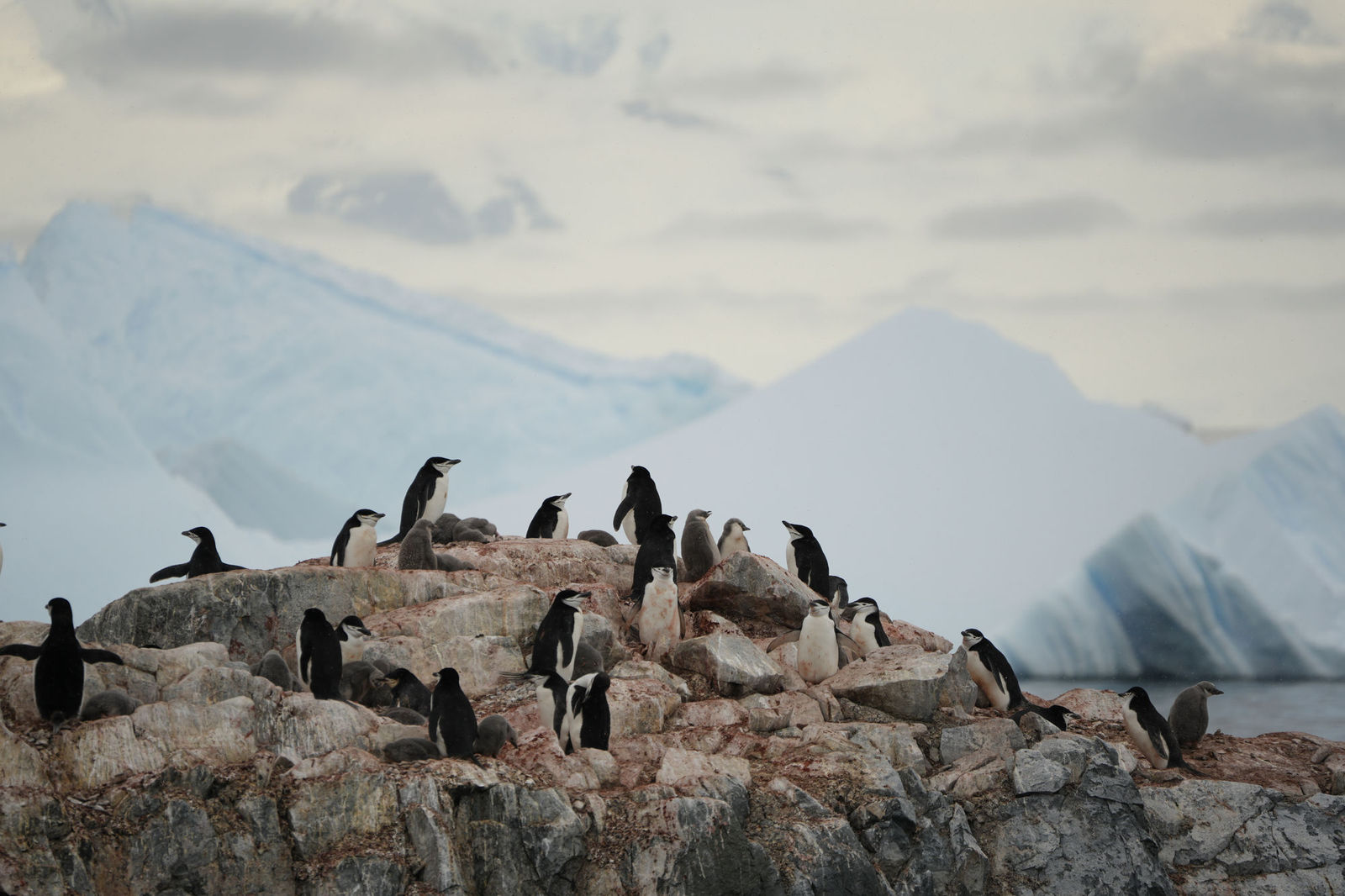 Chinstrap Penguins