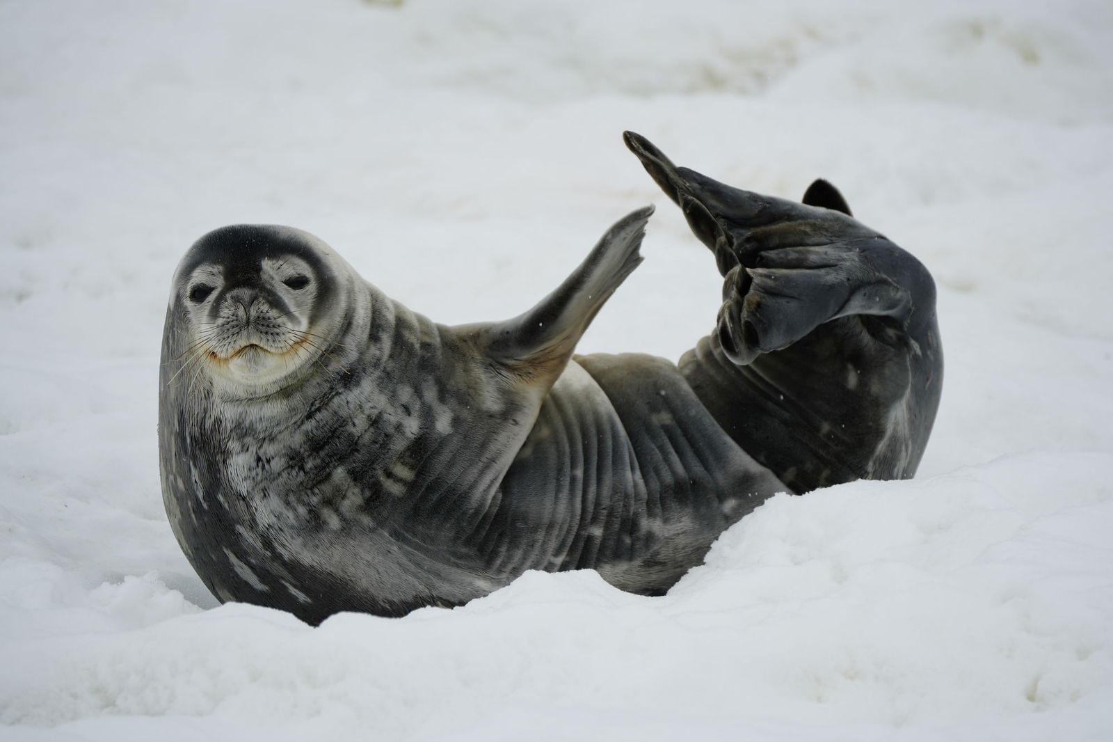 Weddell Seal