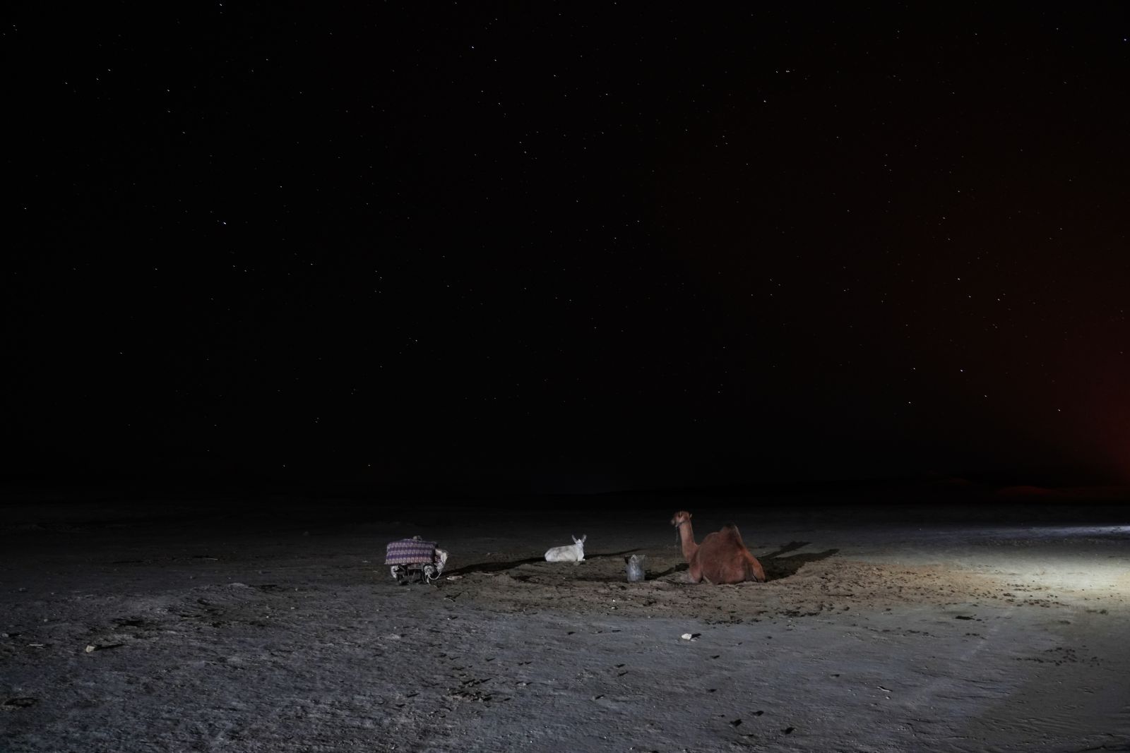 Camels and Starry Sky