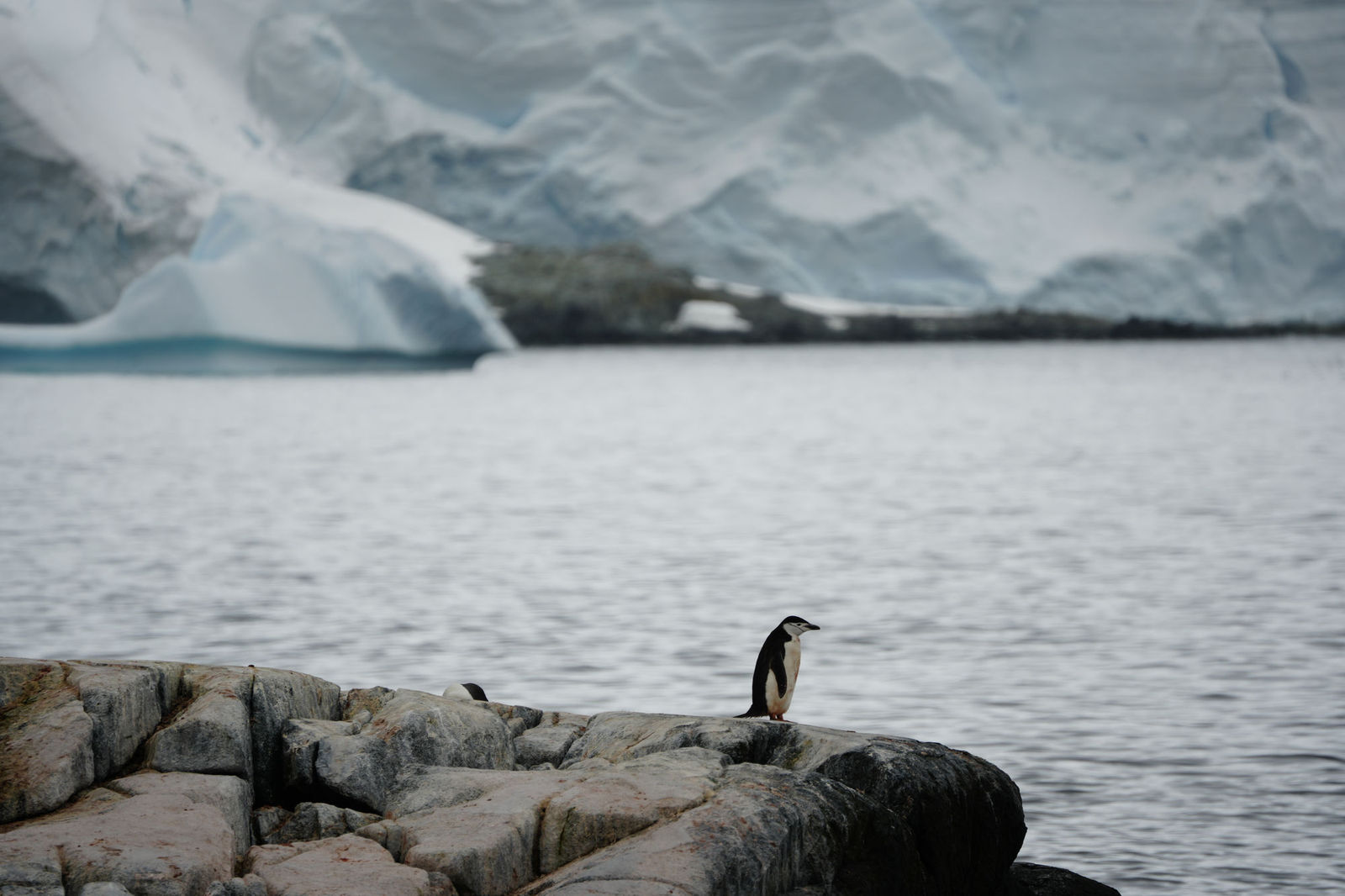 Chinstrap Penguin