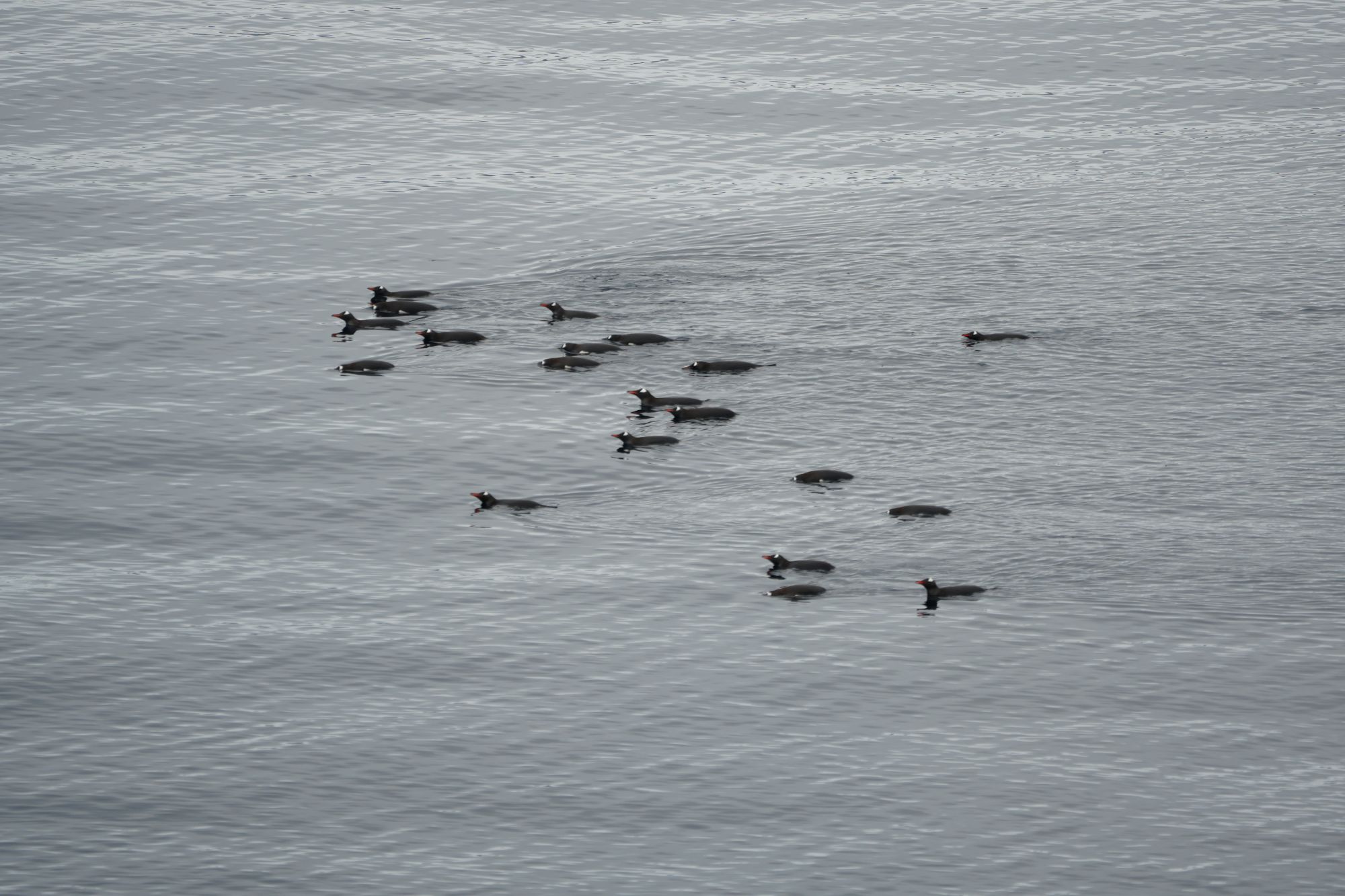 Swimming Gentoo Penguins