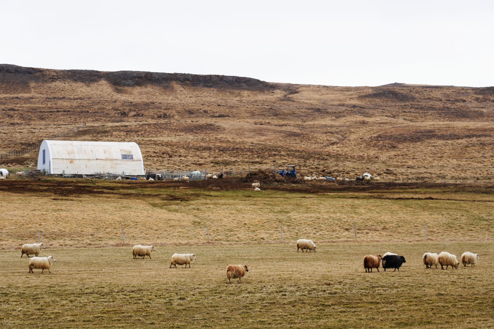 Icelandic sheeps