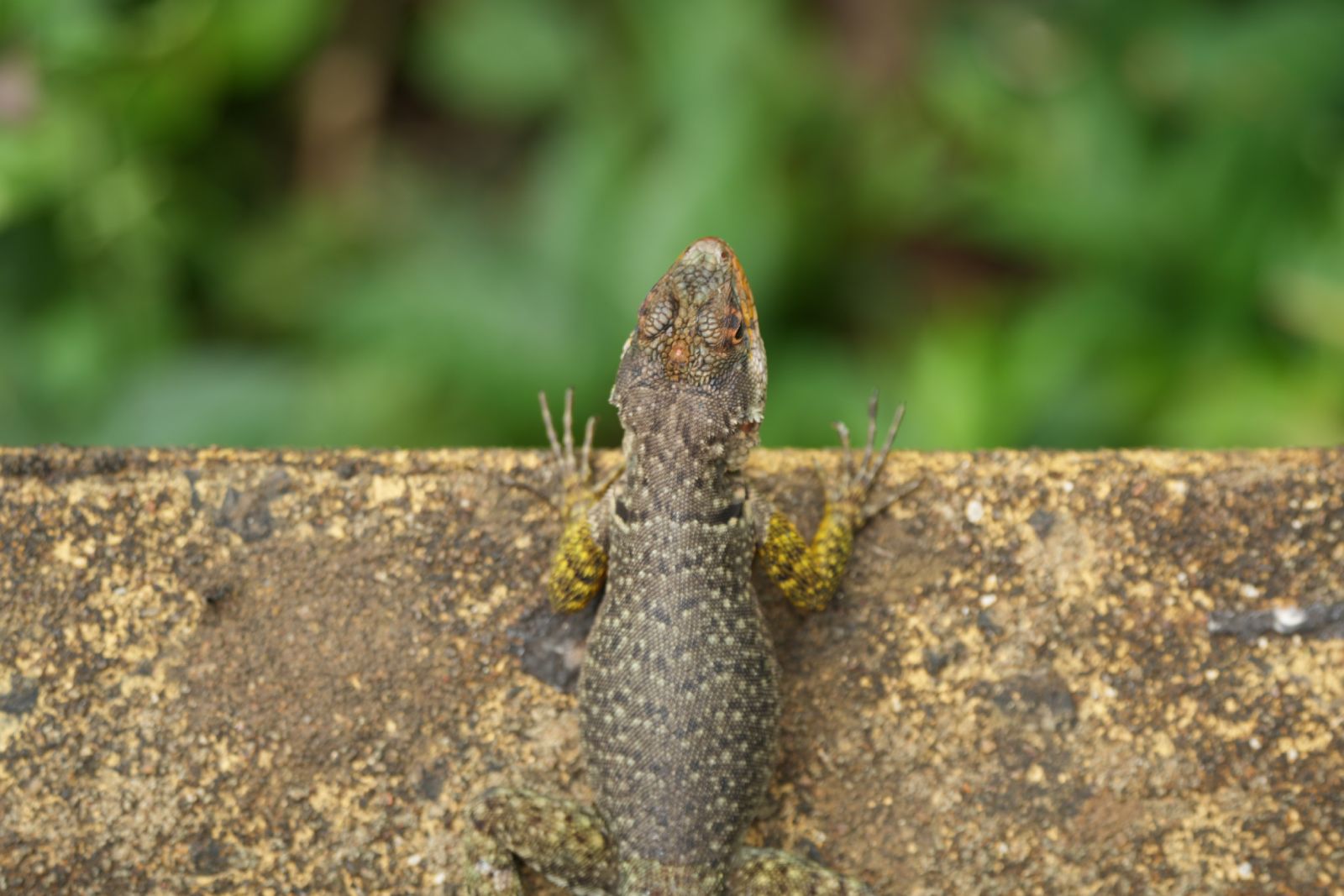 Tropidurus catalanensis