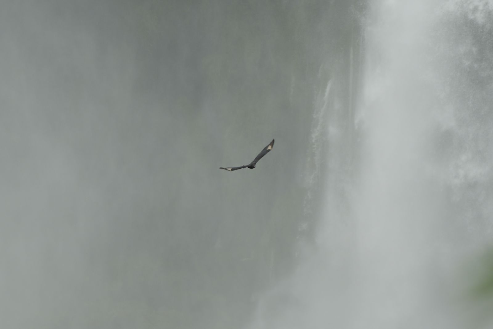 Great Dusky Swift