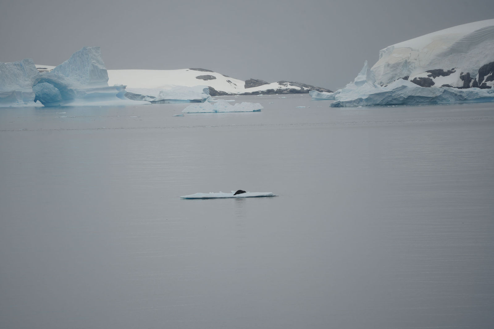 Crabeater Seal on Iceberg