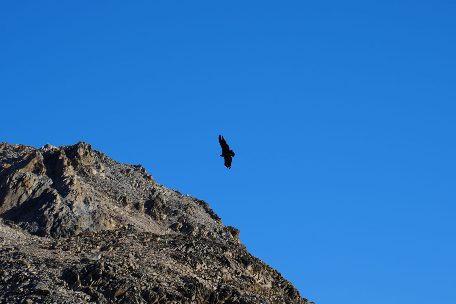 Condor