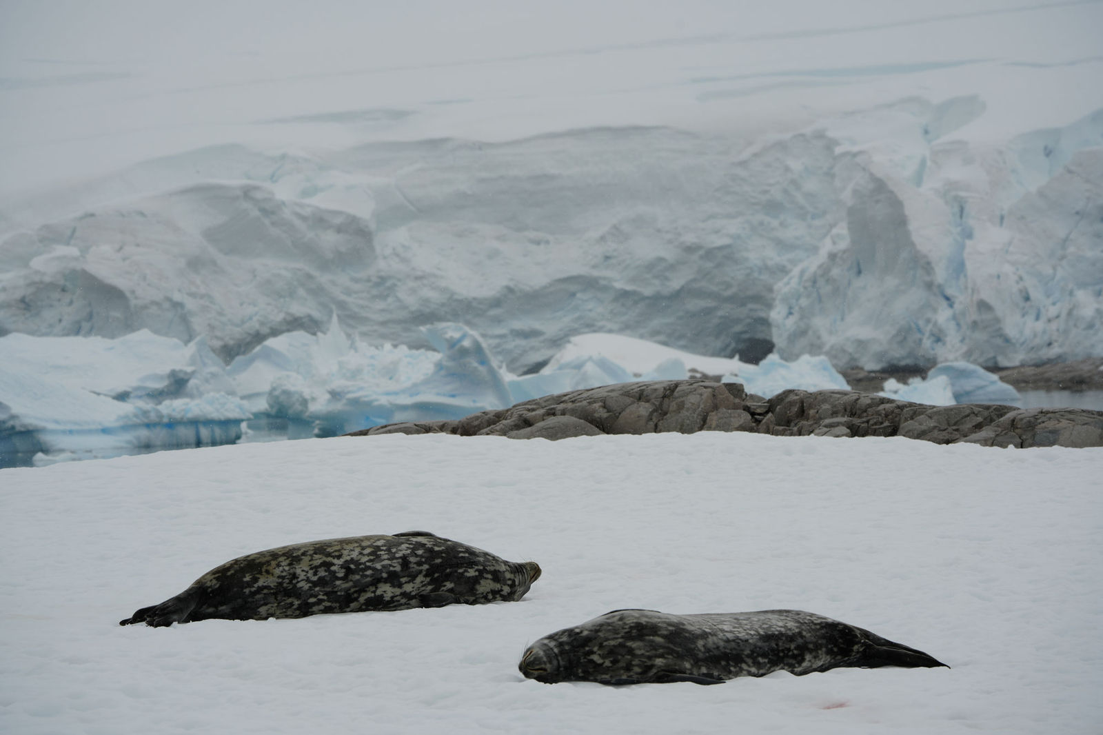 Weddell Seals