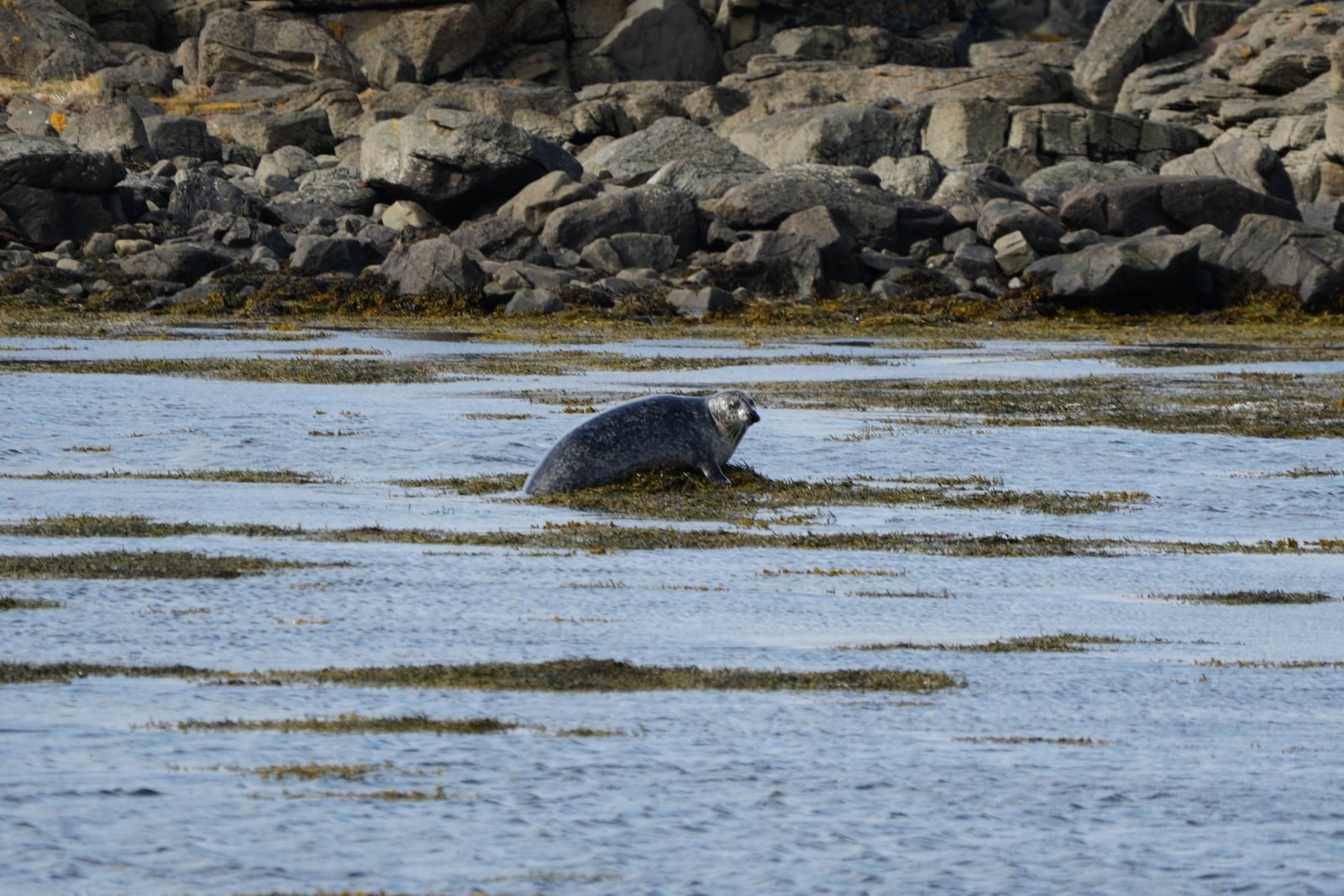 Grey Seal
