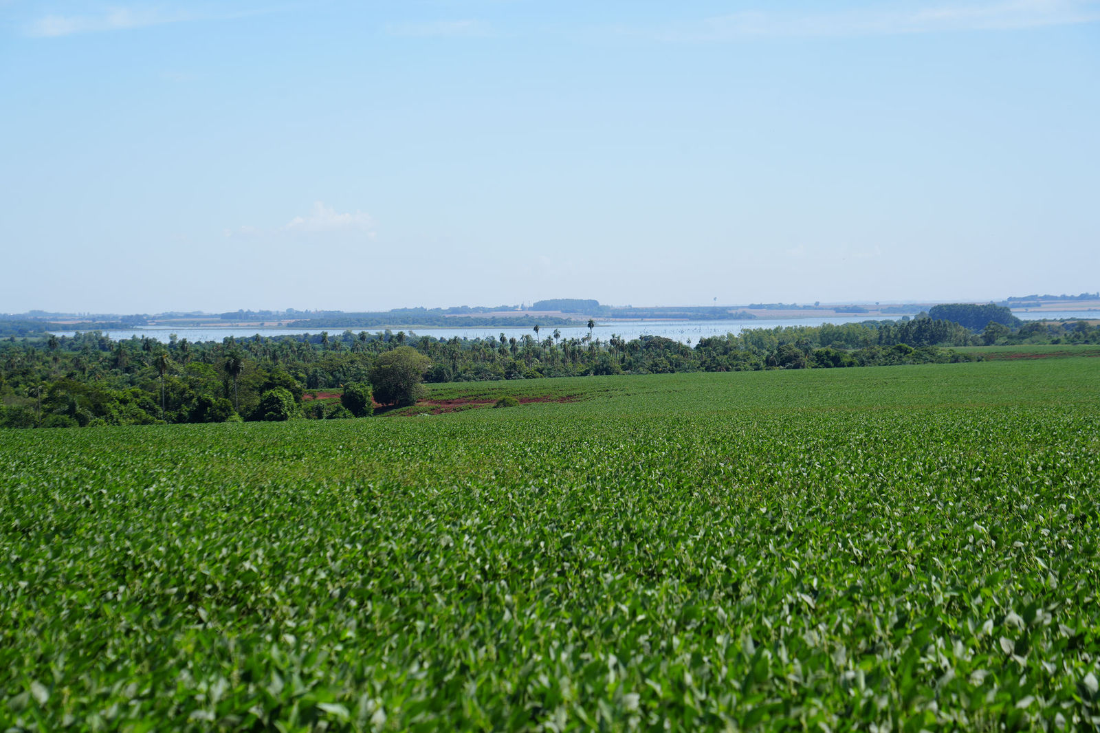 Soybean Field