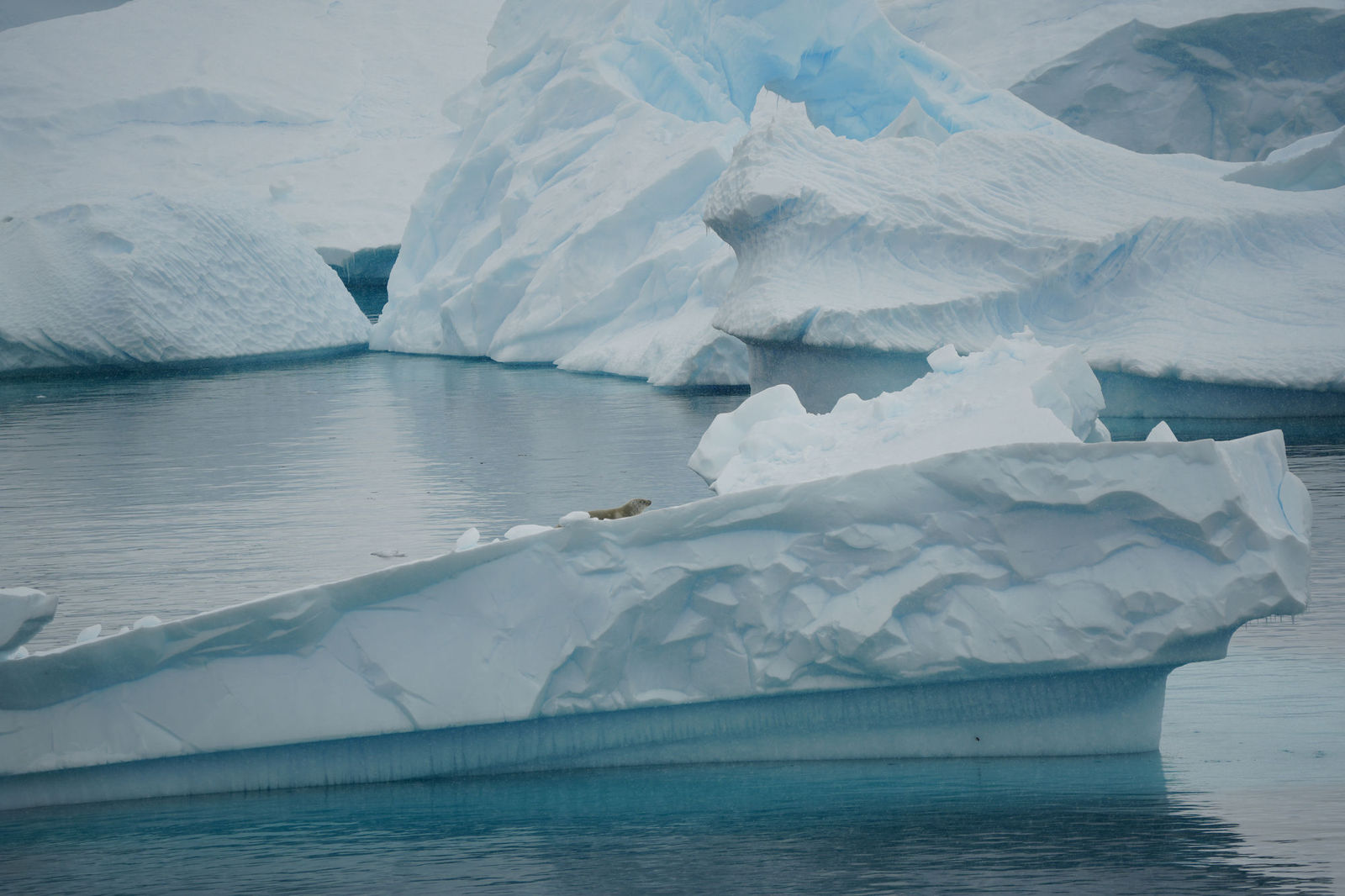 Crabeater Seal