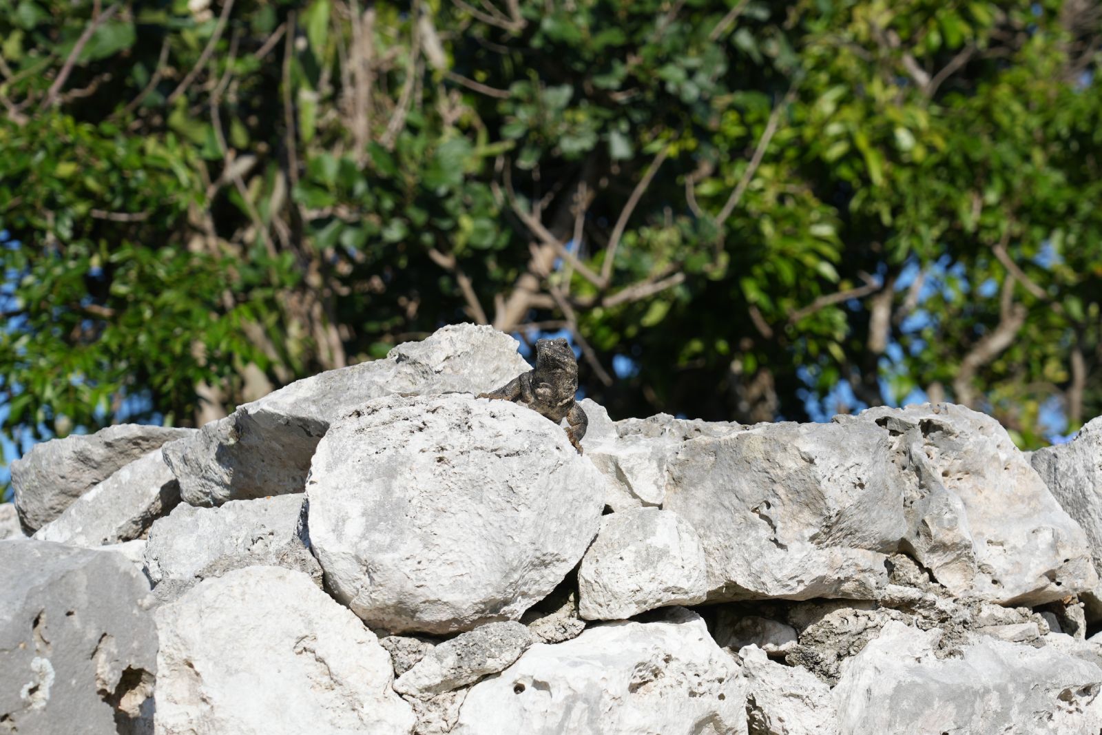 Black Spiny-tailed Iguana