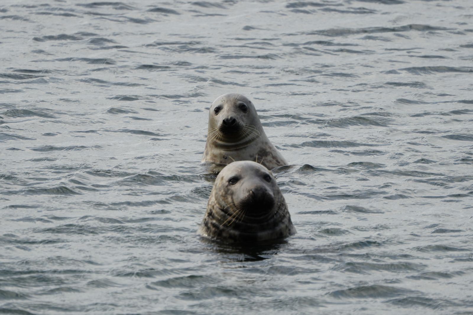 Grey Seals