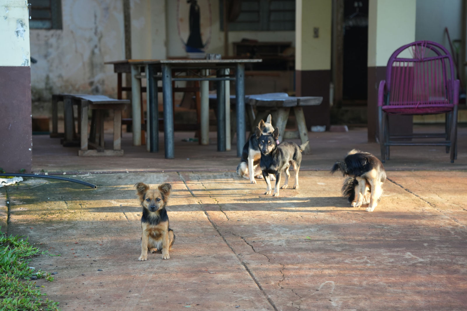Dogs
