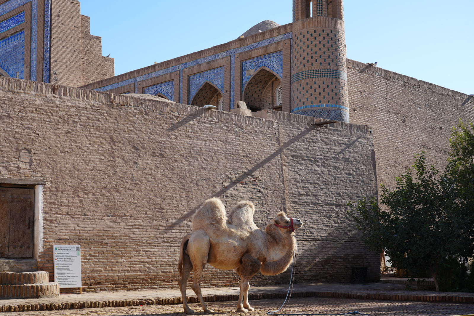 Bactrian camel