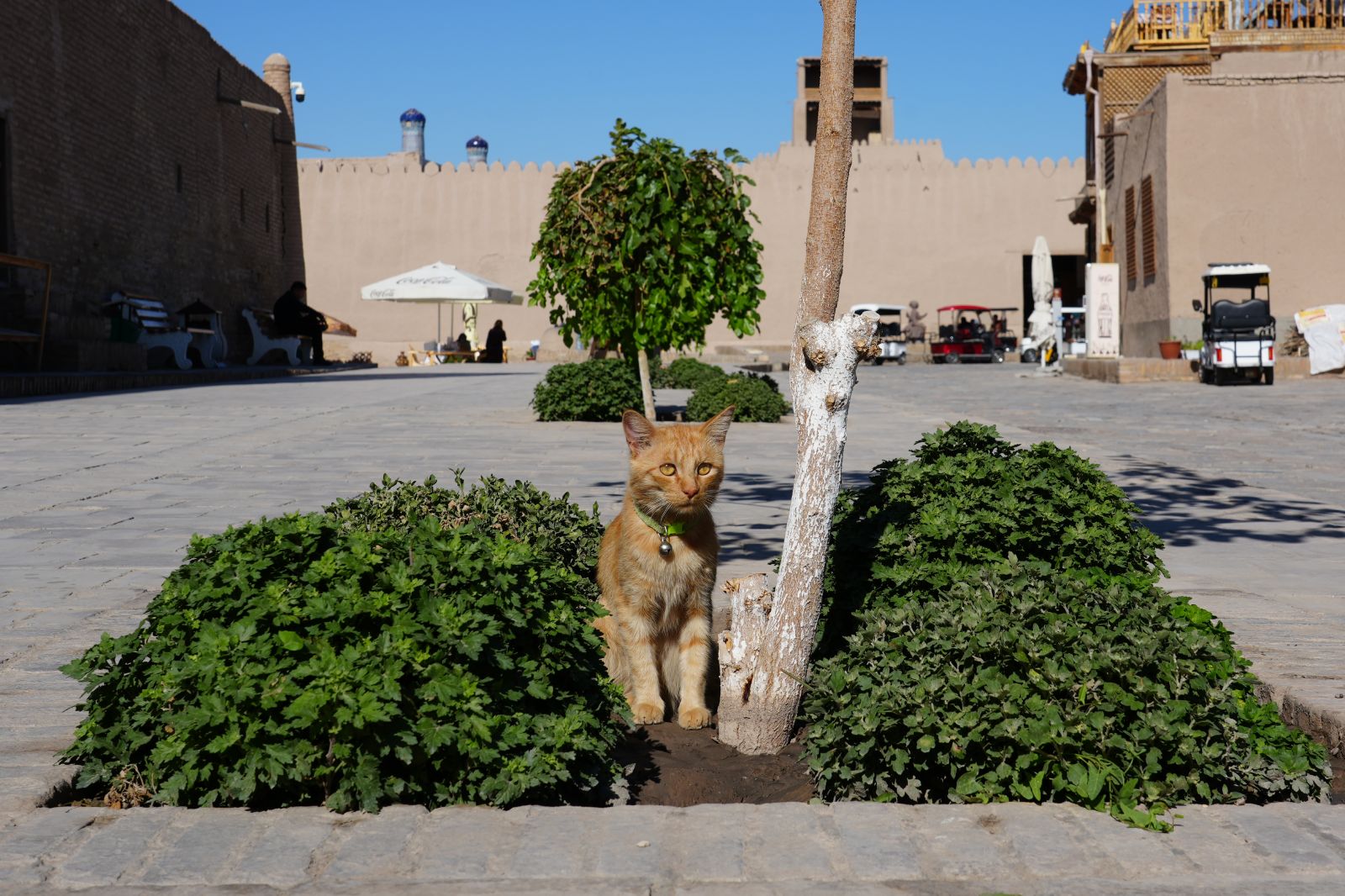 Khiva's street cat