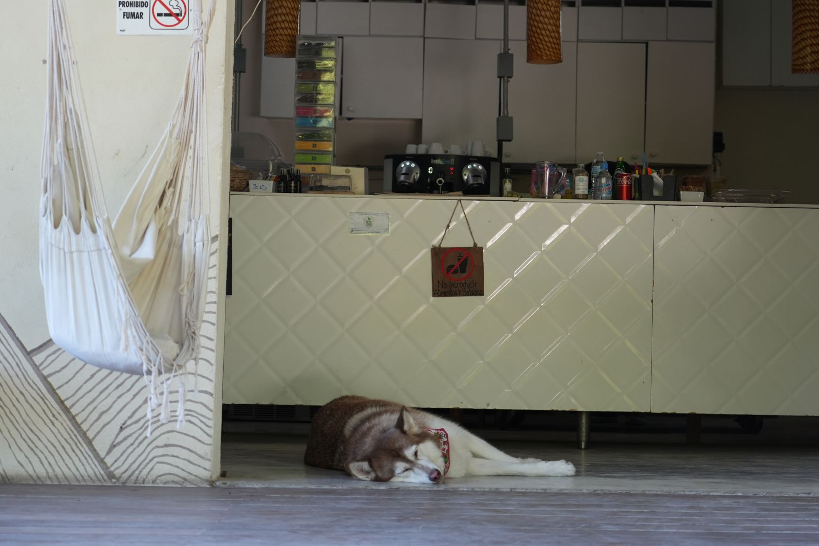 A Siberian Husky Sleeping
