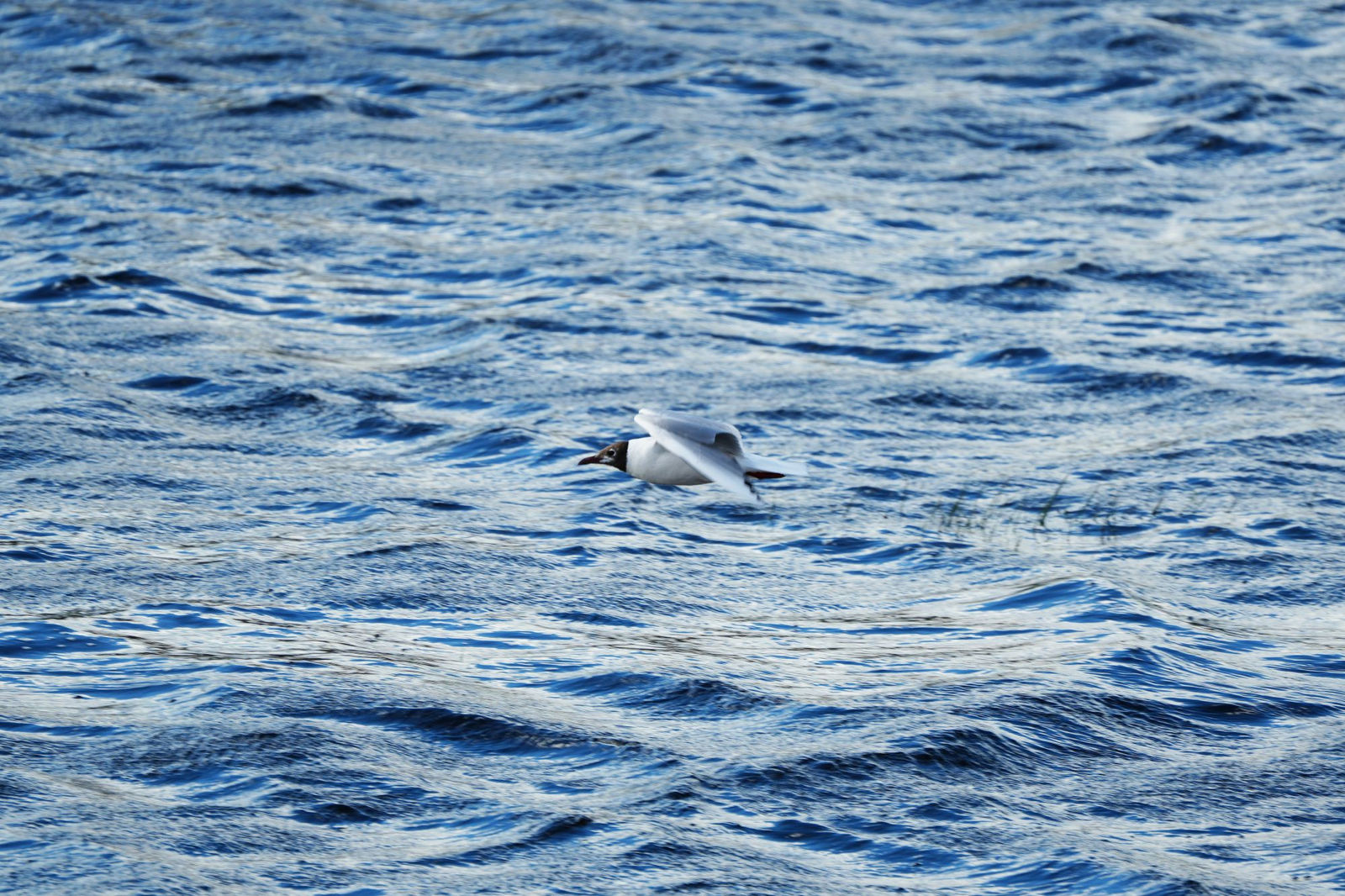 Chroicocephalus Ridibundus