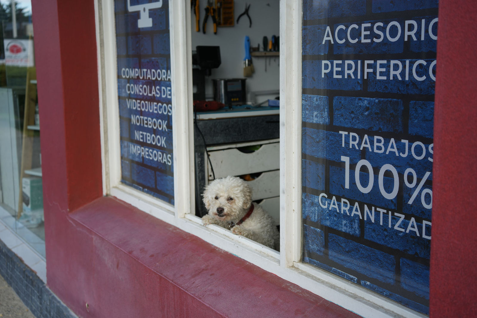 Guard Dog