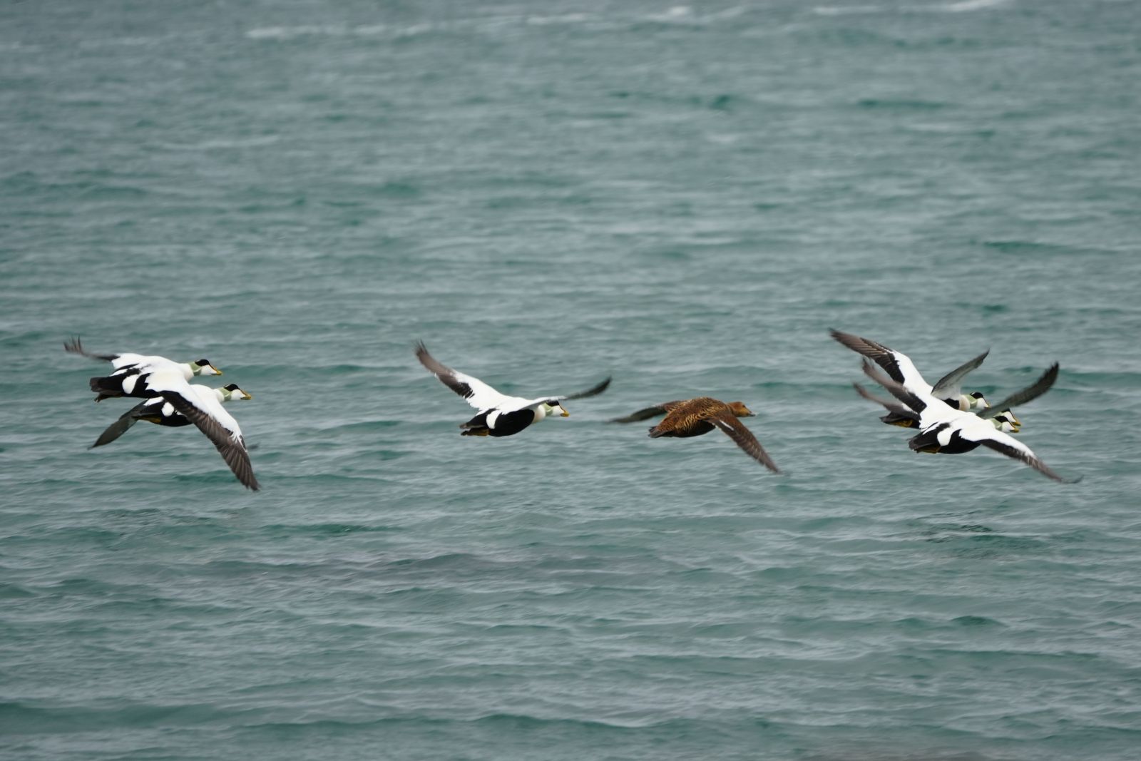 Common Eiders