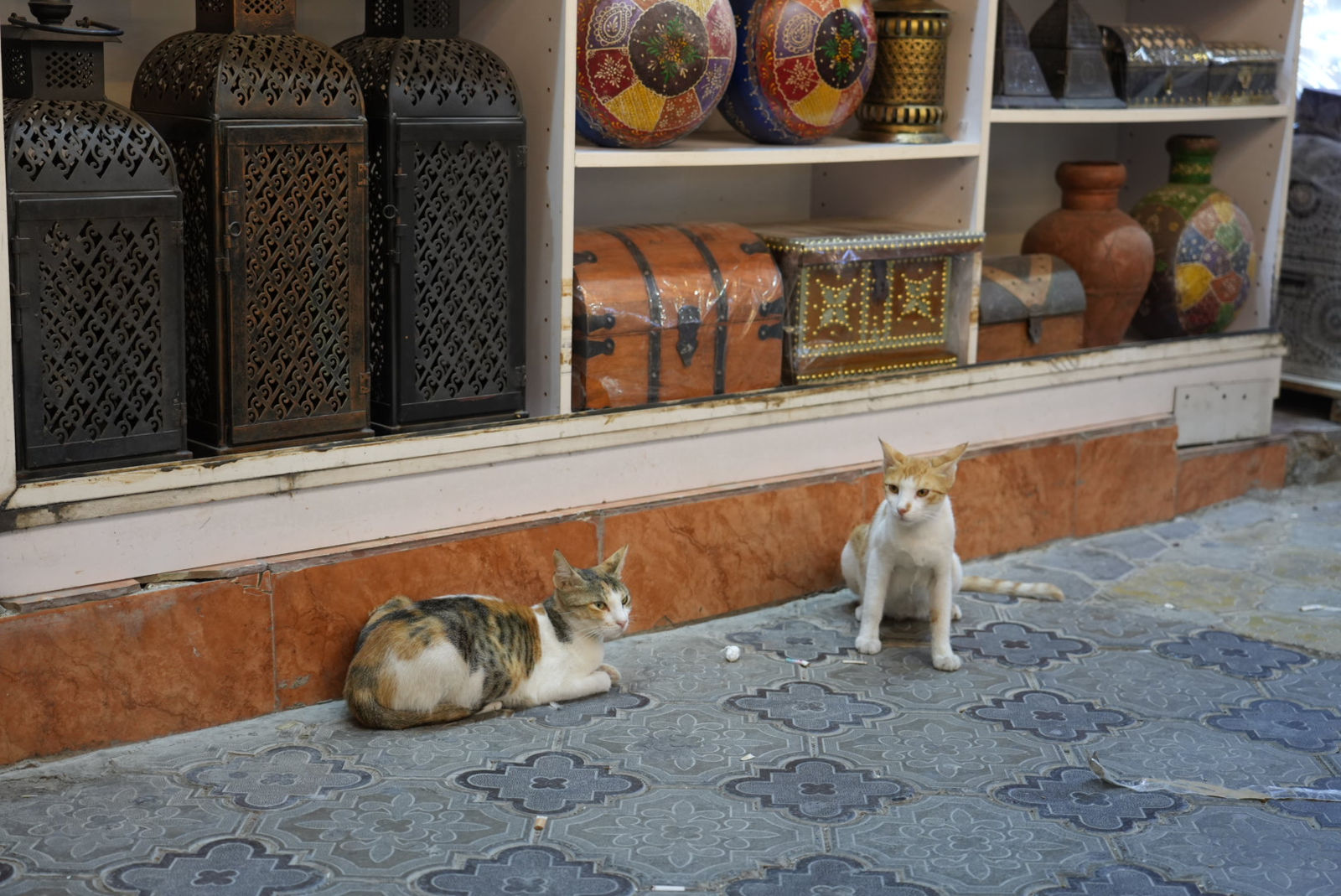 Cats at the Souq in Mutrah