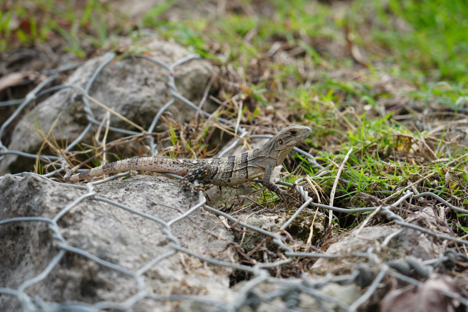 Black Spiny-tailed Iguana
