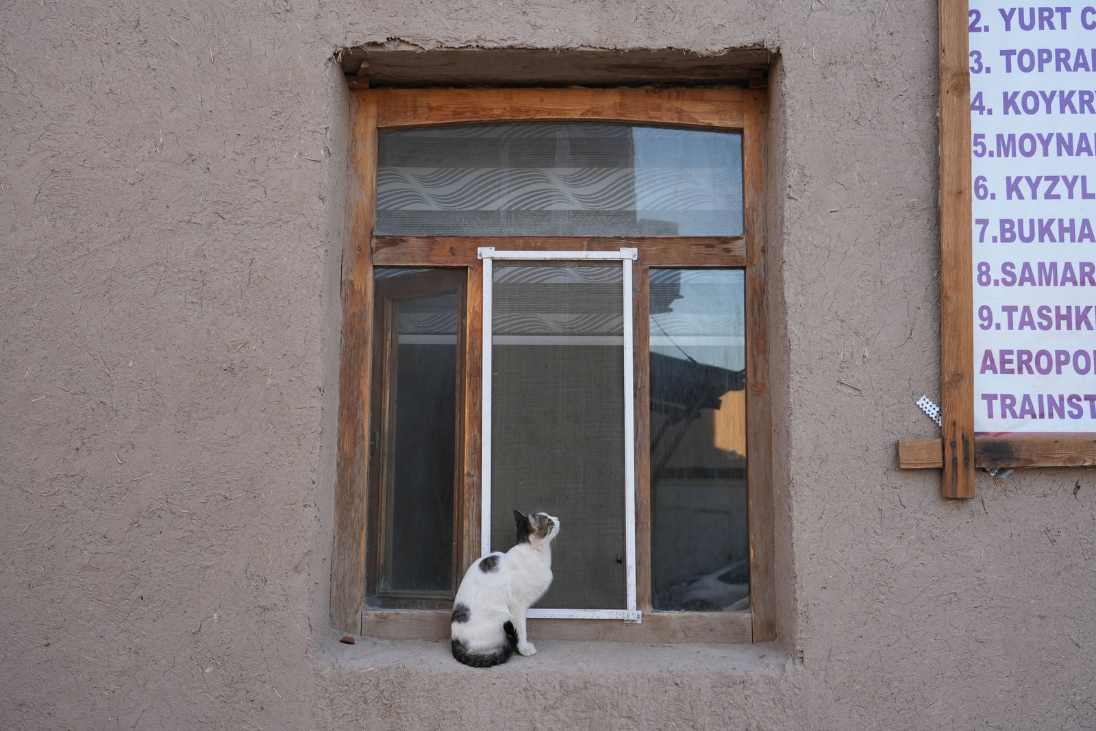 Khiva's street cat