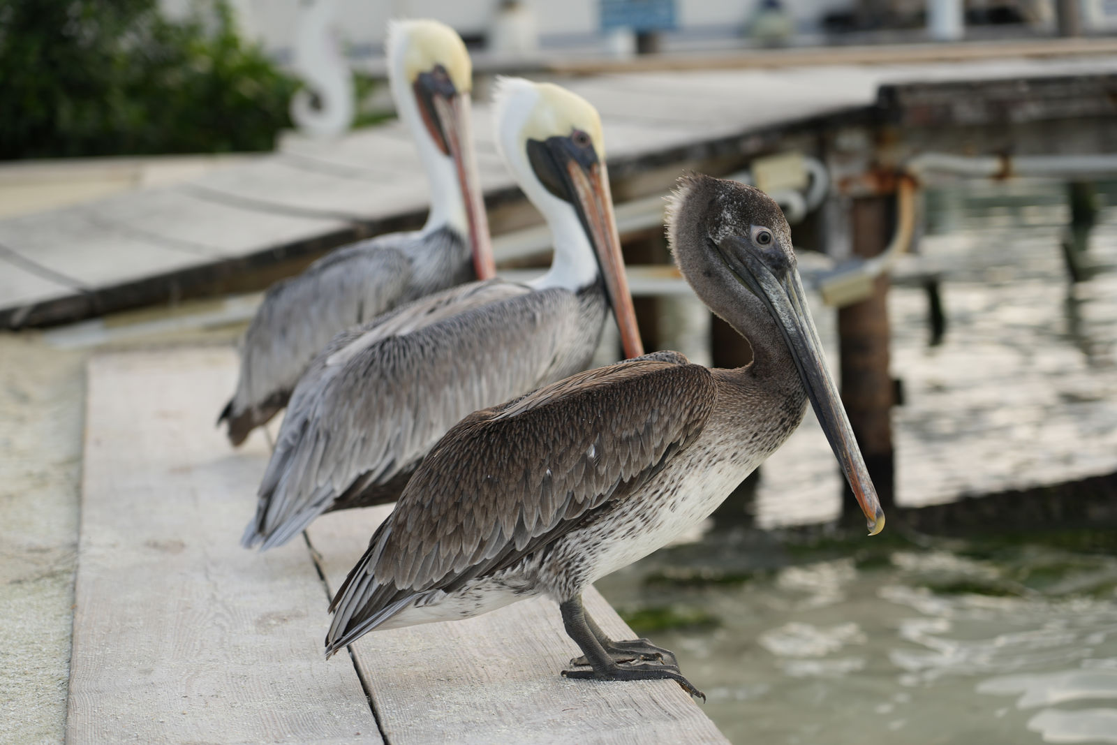 Pelecanus occidentalis