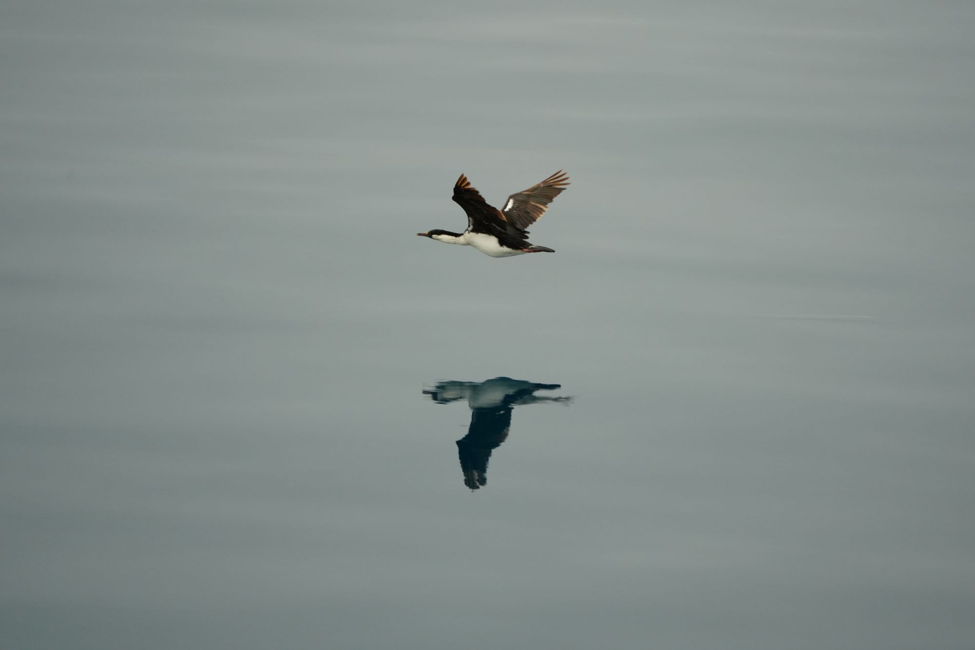 Antarctic Shag