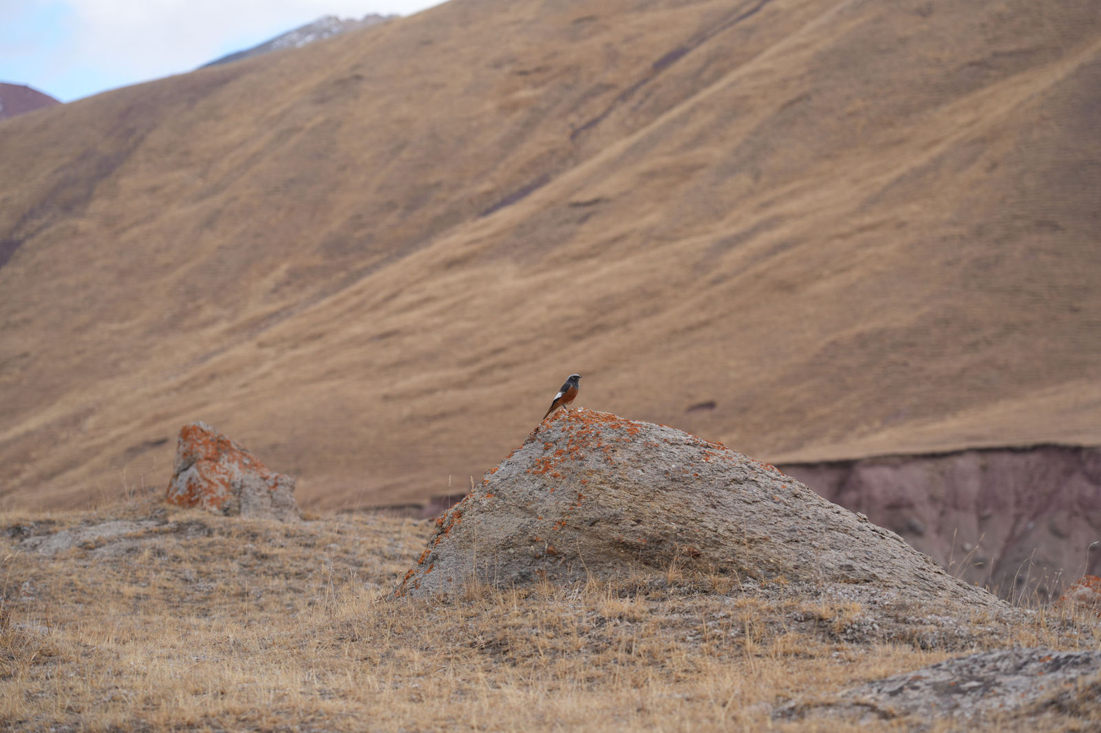 White-Winged Redstart