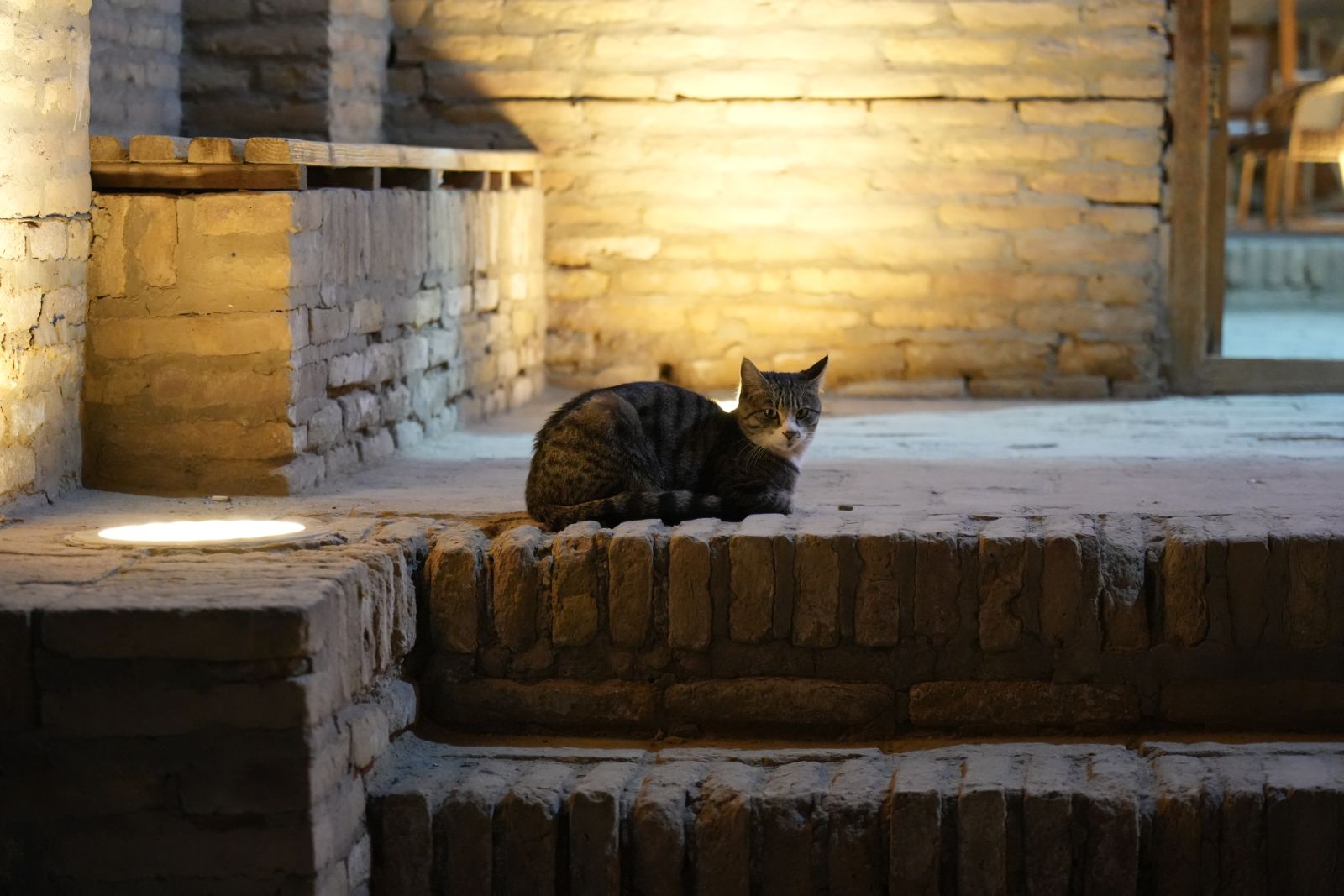 Stray cat in Itchan Kala