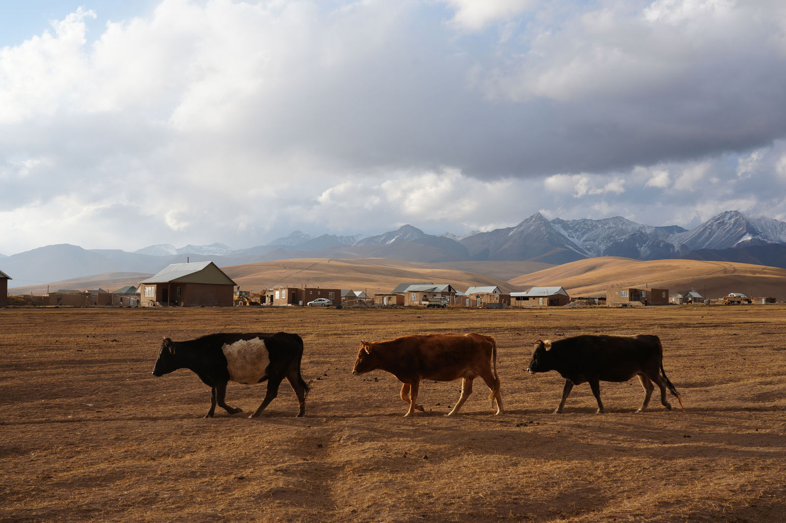 Cows