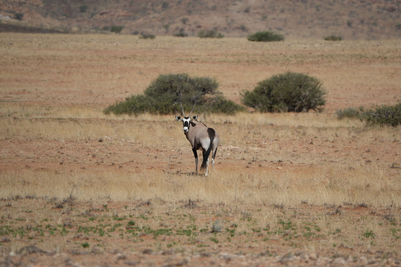 Gemsbok