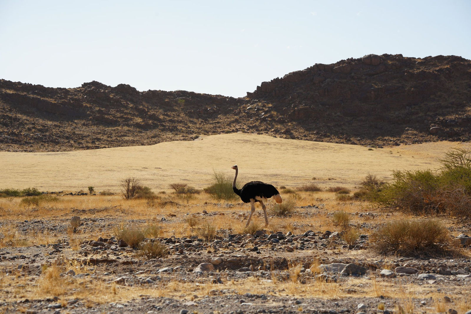 Ostrich
