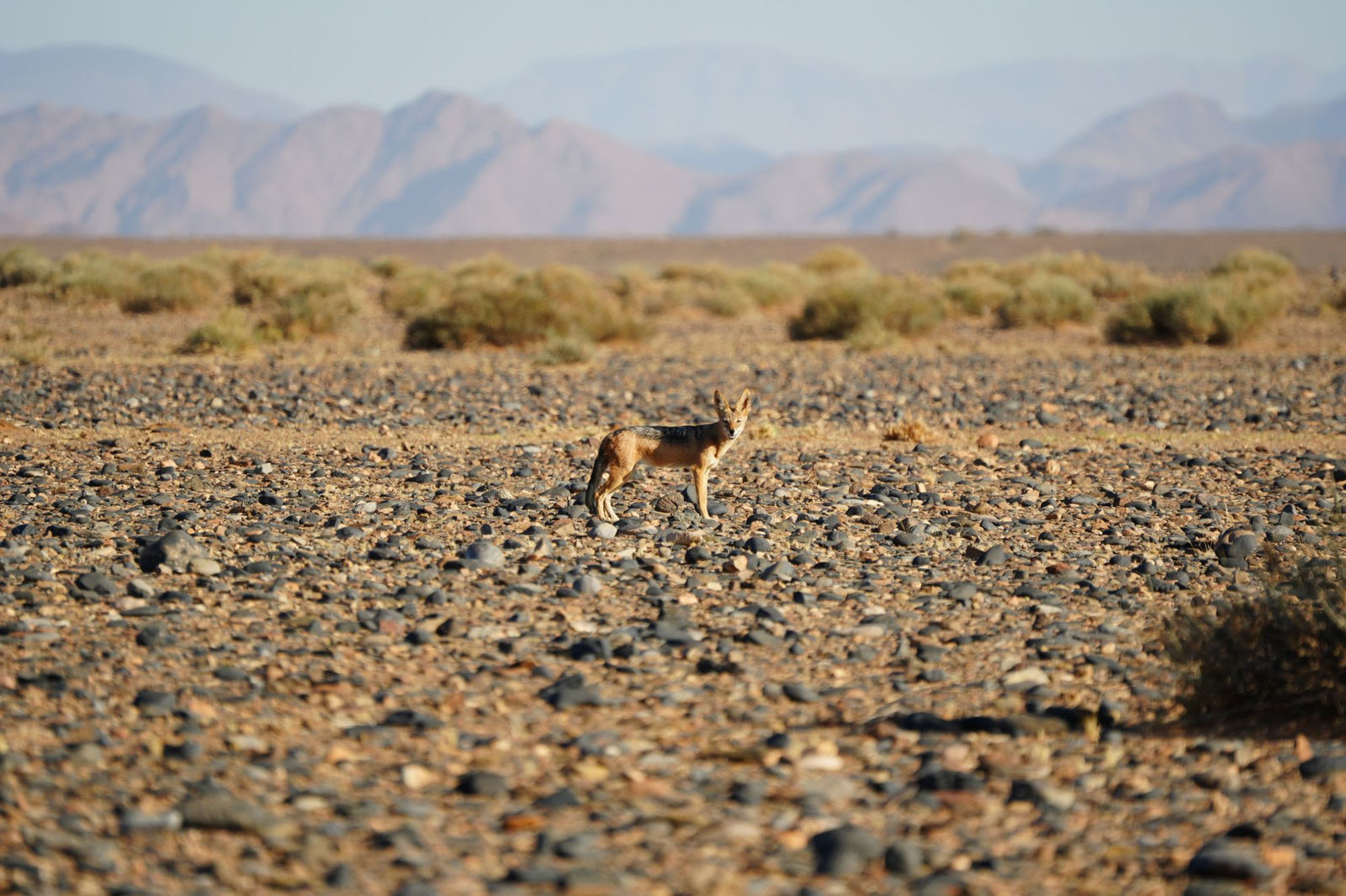 Black-Backed Jackal