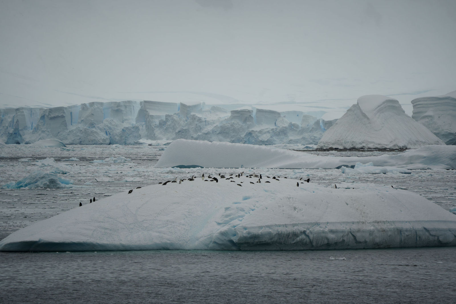 Gentoo Penguin