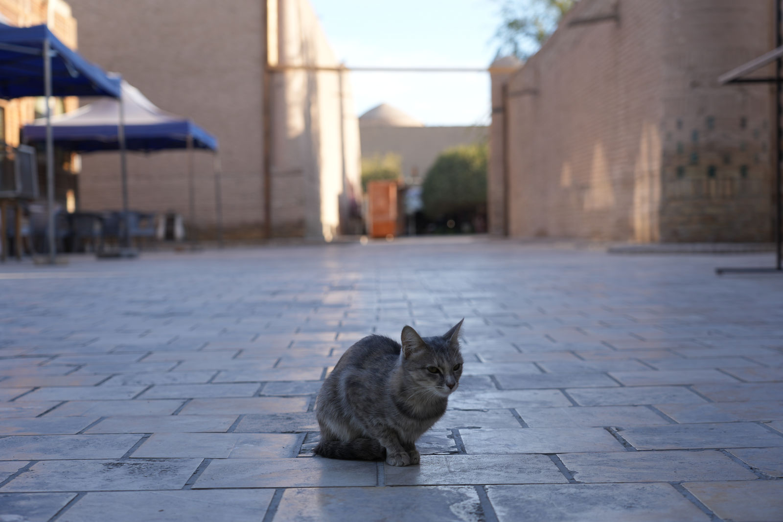 Khiva's street cat