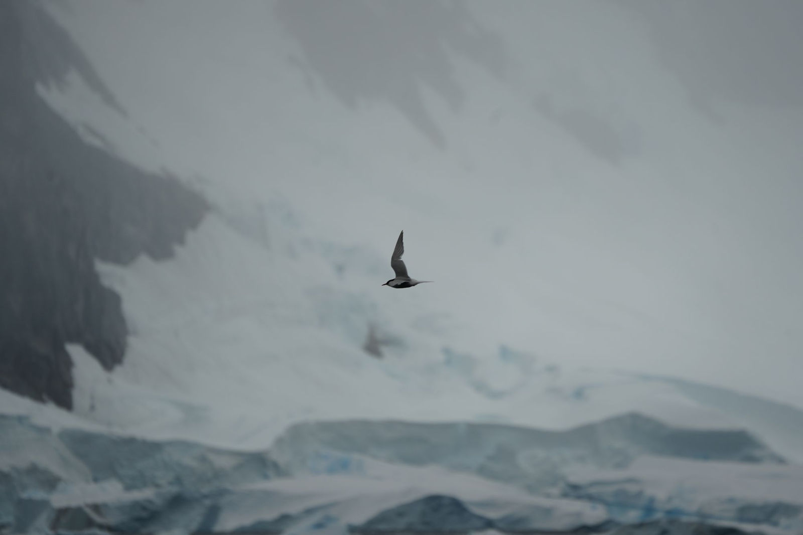 South Polar Skua